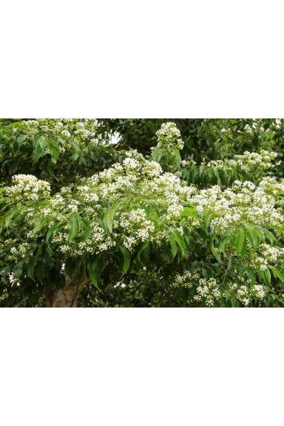 Heptacodium miconioides 